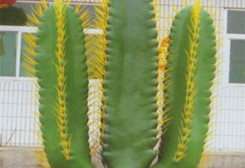 尖草坪庭院仙人掌雕塑